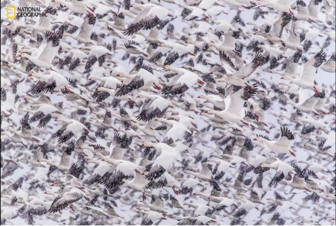 《国家地理》杂志评选的2016年最佳照片(2)