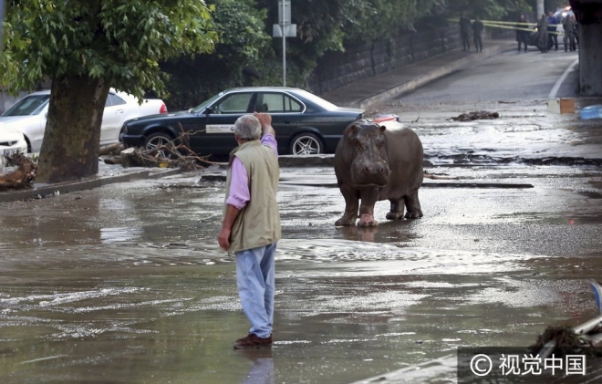 “世界那么大我想去看看” 盘点出逃动物各不相同的“诗和远方”(5)