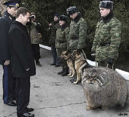 想给大家简单说说兔狲这货！表情最丰富的猫科动物(4)