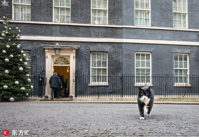 猫奴跪安！参见英国外交部首席灭鼠官(2)