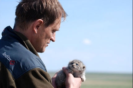 想给大家简单说说兔狲这货！表情最丰富的猫科动物(1)