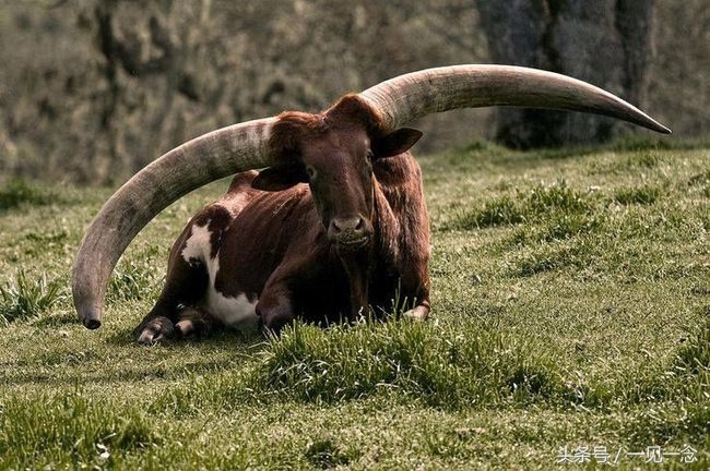 14个奇怪的动物，你可能从来没有听说过(3)