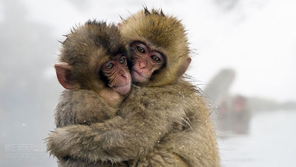 揭秘最开放的动物世界——同性恋也疯狂(1)