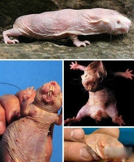 最恐怖动物世界大排名：蜱虫进榜，大白鲨第五，吸血蝙蝠只能第二(1)