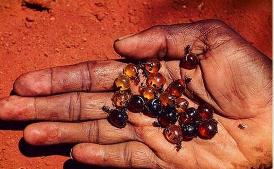 世界上‘最好吃’的‘蚂蚁’(3)