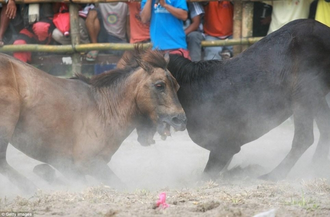 直击菲律宾非法斗马，血腥残忍，为争夺母马战斗至死方才结束(3)
