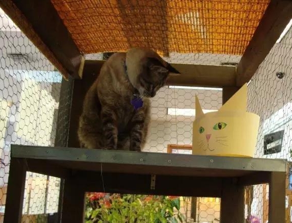 图书馆“管理喵”遭解雇，市民抗议辞退理由太奇葩(1)