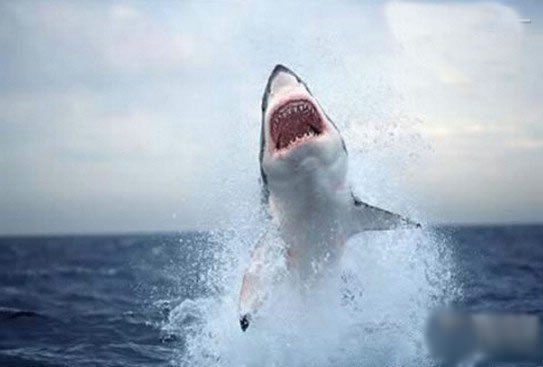 最恐怖动物世界大排名：蜱虫进榜，大白鲨第五，吸血蝙蝠只能第二(2)