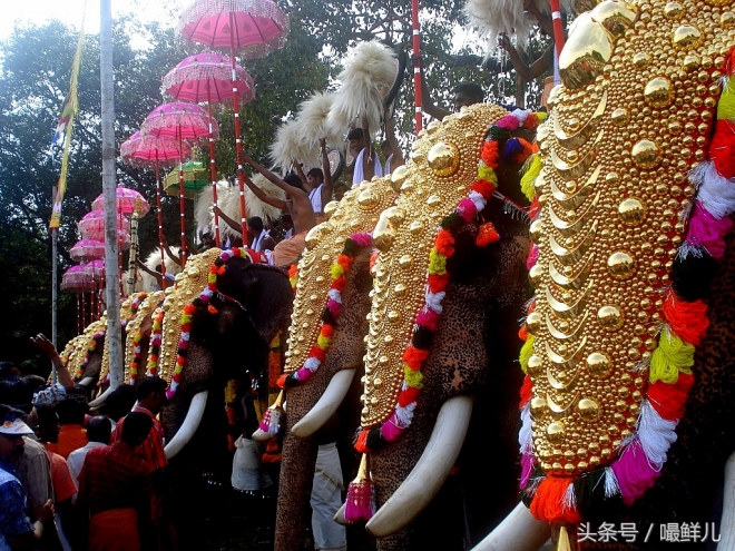 也真是“命好”，这些动物生在这些国家竟受到这般待遇(3)