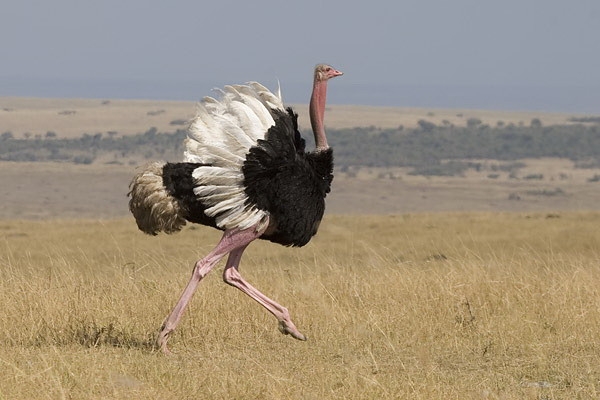 陆地上跑得最快的十种动物动物，最快时速112英里(3)