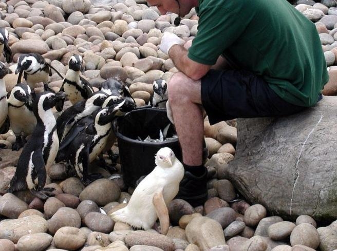 盘点那些迷人稀有的白化动物(3)