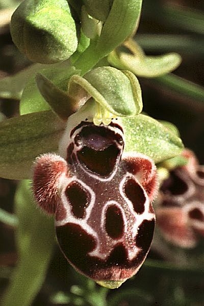 欺骗能力最强的植物，看了你就知道它多有趣(2)