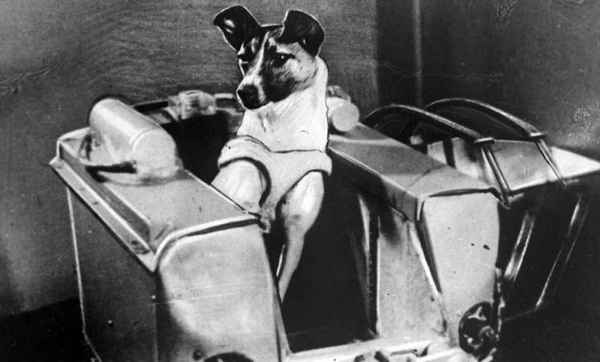 时隔45年，俄罗斯科学家才揭露第一只太空狗的悲惨死亡真相(1)