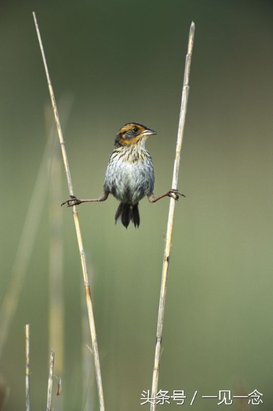 动物让人啼笑皆非的瞬间(2)