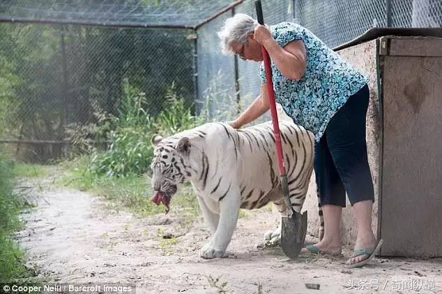 62岁老太太饲养大棕熊和老虎当宠物，堪称世上最牛老太太(2)