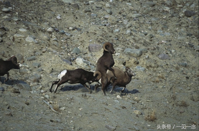 动物让人啼笑皆非的瞬间(1)