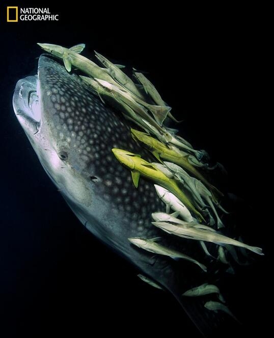 《国家地理》杂志评选的2016年最佳照片(7)