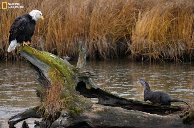 《国家地理》杂志评选的2016年最佳照片(7)