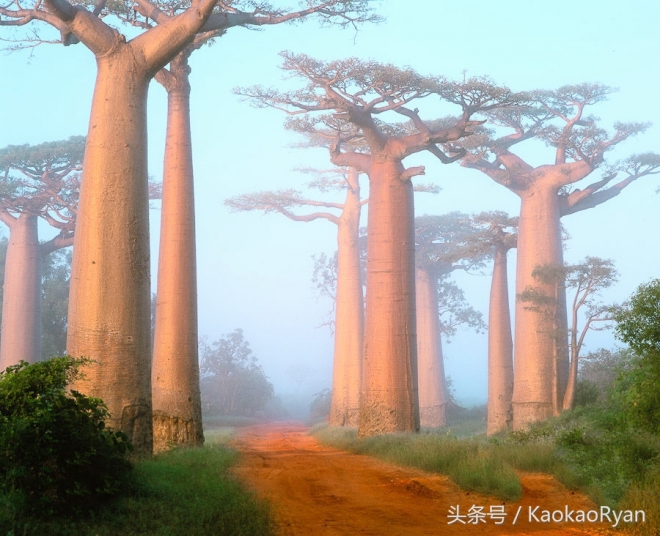 神似潘多拉星球上的植物(2)