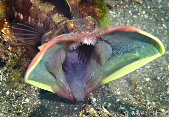 14个奇怪的动物，你可能从来没有听说过(2)