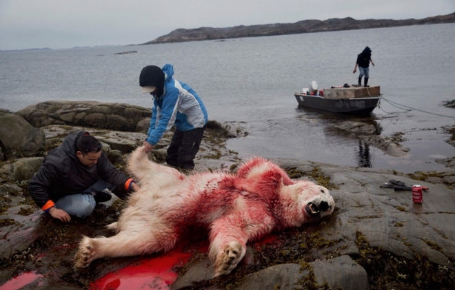 饮鸩止渴：实拍北极圈里的“合法”猎熊人(2)