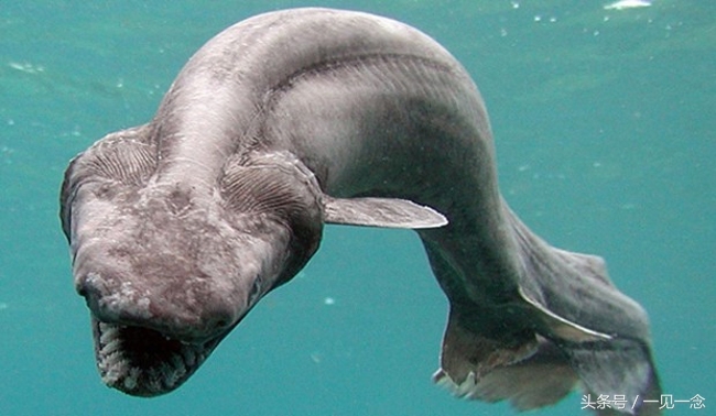 14个奇怪的动物，你可能从来没有听说过(5)