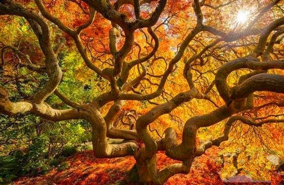 世界上最惊心动魄的14张图 可能你一辈子也见不到(2)