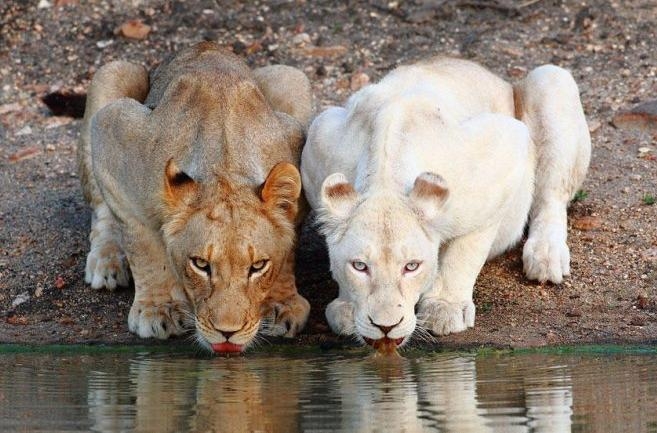 盘点那些迷人稀有的白化动物(2)