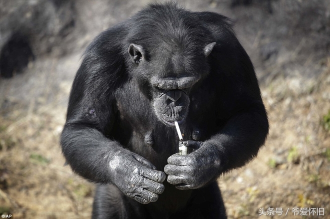 这只会抽烟的黑猩猩成了朝鲜动物园的大明星(1)