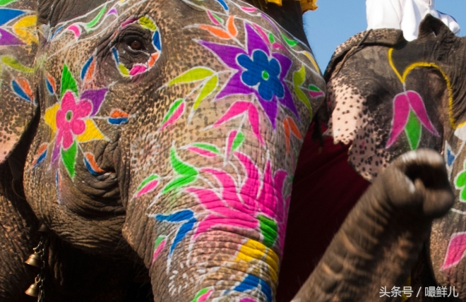 也真是“命好”，这些动物生在这些国家竟受到这般待遇(3)