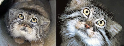 想给大家简单说说兔狲这货！表情最丰富的猫科动物(7)