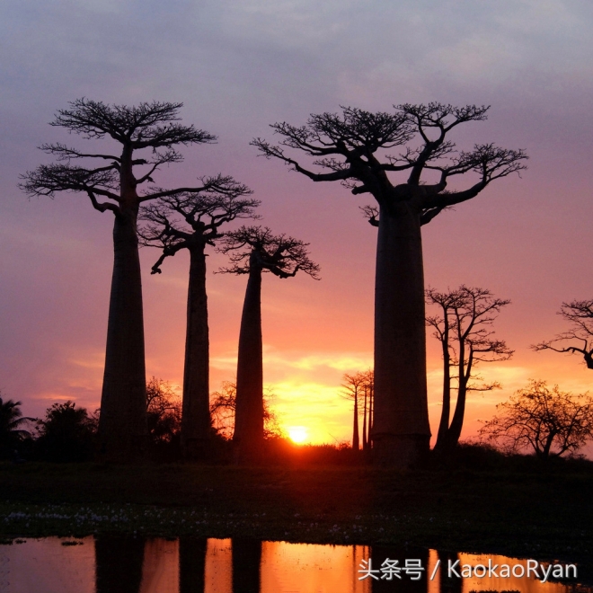 神似潘多拉星球上的植物(3)