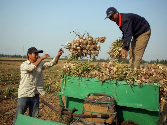 入冬大蒜价格飚升，农民却愁容满面，表示很无奈！(1)