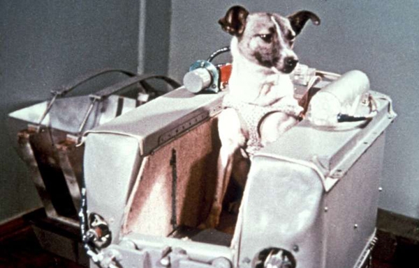 时隔45年，俄罗斯科学家才揭露第一只太空狗的悲惨死亡真相(1)