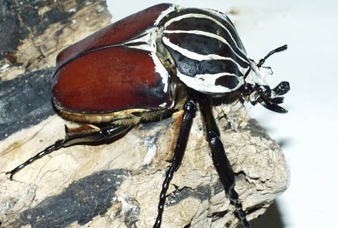 世界上十大巨型动物(4)