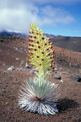百年只开一次花的银剑菊，开完就凋谢的火山花(1)