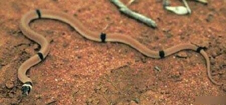 全球最恐怖的十种蛇，眼镜蛇五步蛇均未入榜(1)
