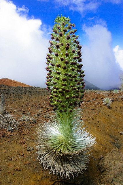 百年只开一次花的银剑菊，开完就凋谢的火山花(2)