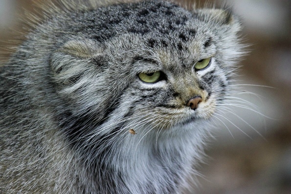 想给大家简单说说兔狲这货！表情最丰富的猫科动物(4)