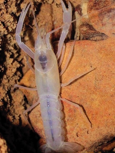 盘点自然界十种美丽的透明生物(1)