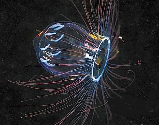 盘点自然界十种美丽的透明生物(1)