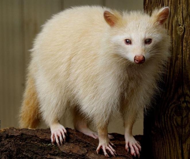 盘点那些迷人稀有的白化动物(3)