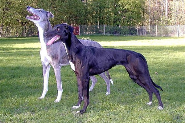 陆地上跑得最快的十种动物动物，最快时速112英里(1)