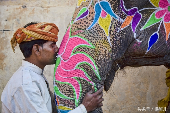 也真是“命好”，这些动物生在这些国家竟受到这般待遇(3)
