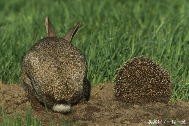 动物让人啼笑皆非的瞬间(5)