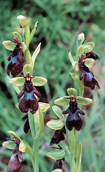 欺骗能力最强的植物，看了你就知道它多有趣(1)