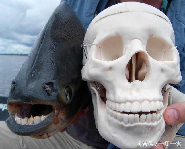 14个奇怪的动物，你可能从来没有听说过(1)