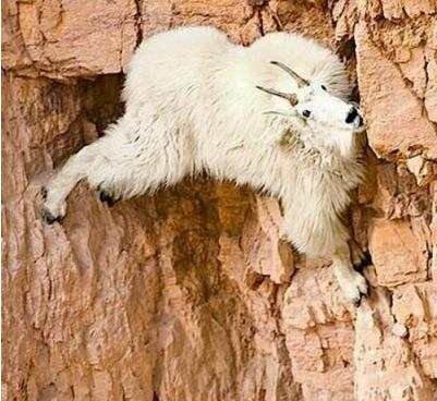 动物界攀岩高手，90度角悬崖如履平地，游客钦佩感油然而生(1)