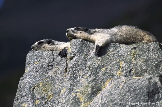 动物让人啼笑皆非的瞬间(2)