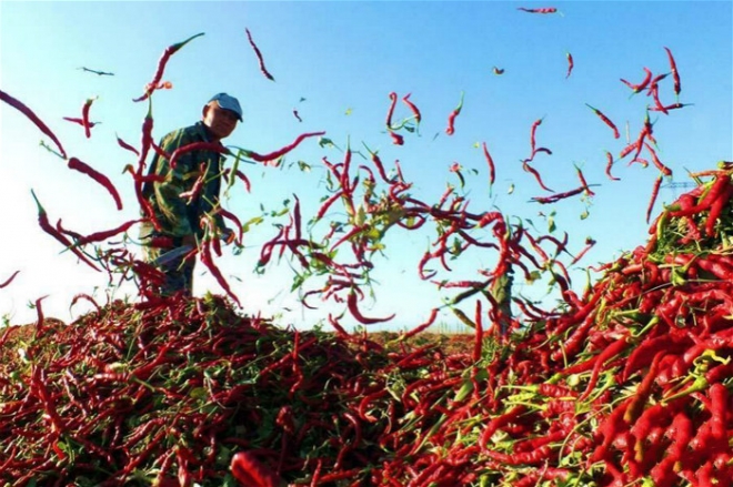 农村这种收辣椒的大场面，你经历过吗(2)